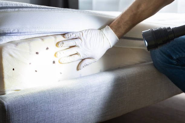 Best Pest Prevention Services  in Lakewood Park, FL