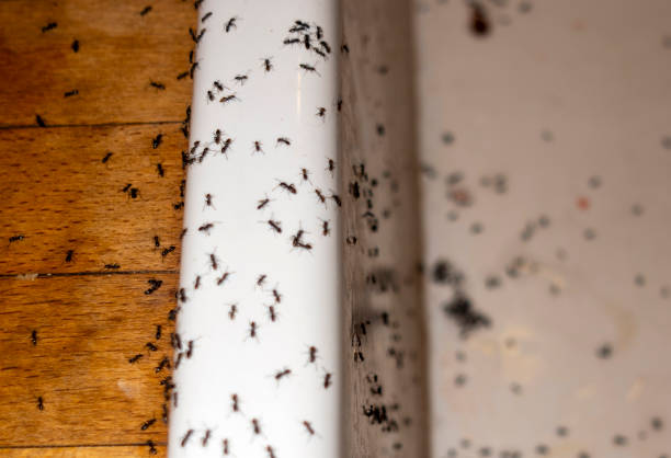 Best Pest Control Near Me  in Lakewood Park, FL