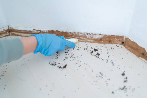 Trusted Lakewood Park, FL Pest Control Experts